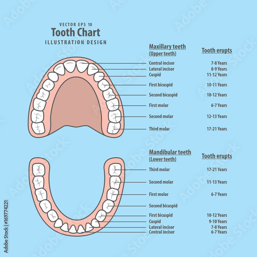 Tooth chart with tooth erupts illustration vector on blue background. Dental concept.