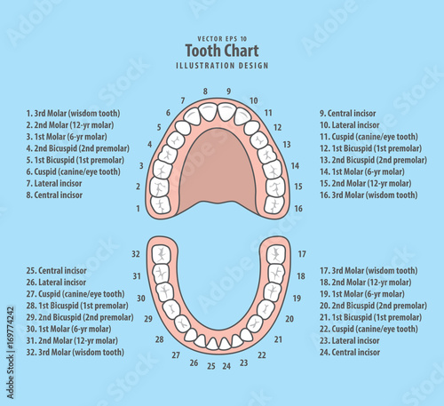 Tooth chart with number illustration vector on blue background. Dental concept.