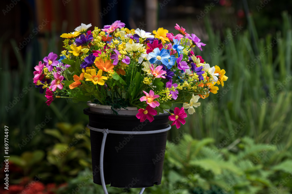 Colorful Flower in the Black pot and green plant background