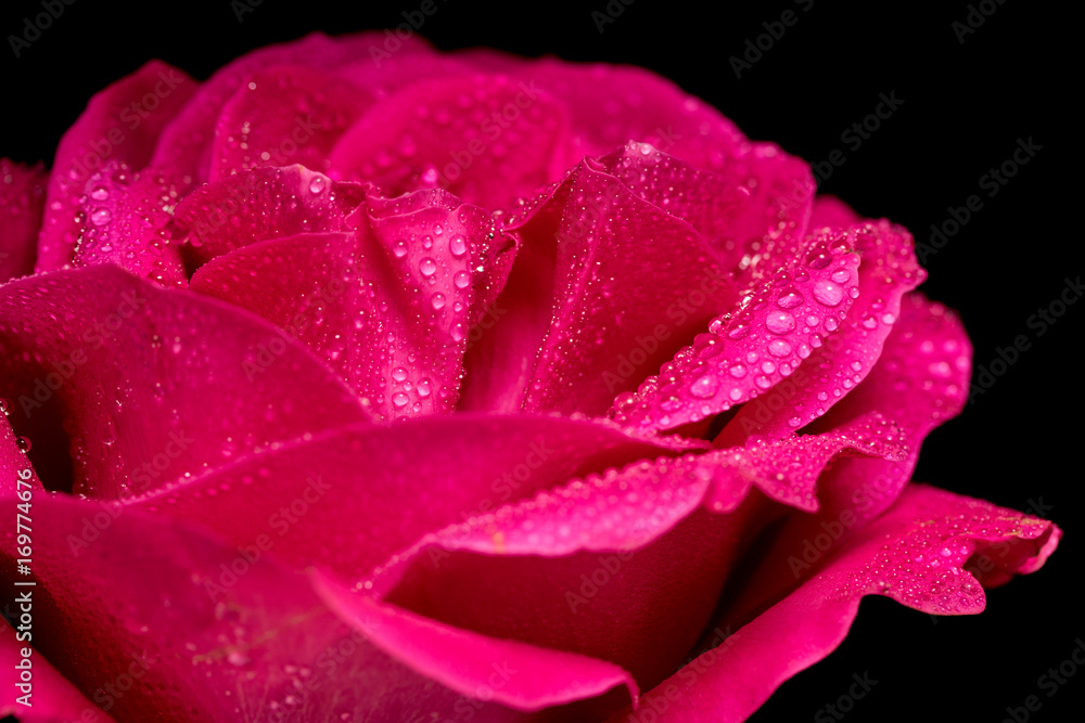 Rose close-up on black