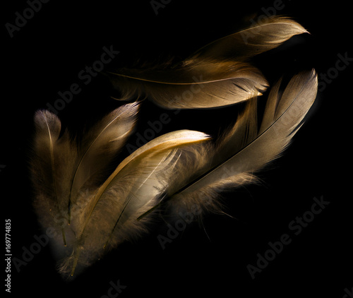 bird feather on black background photo