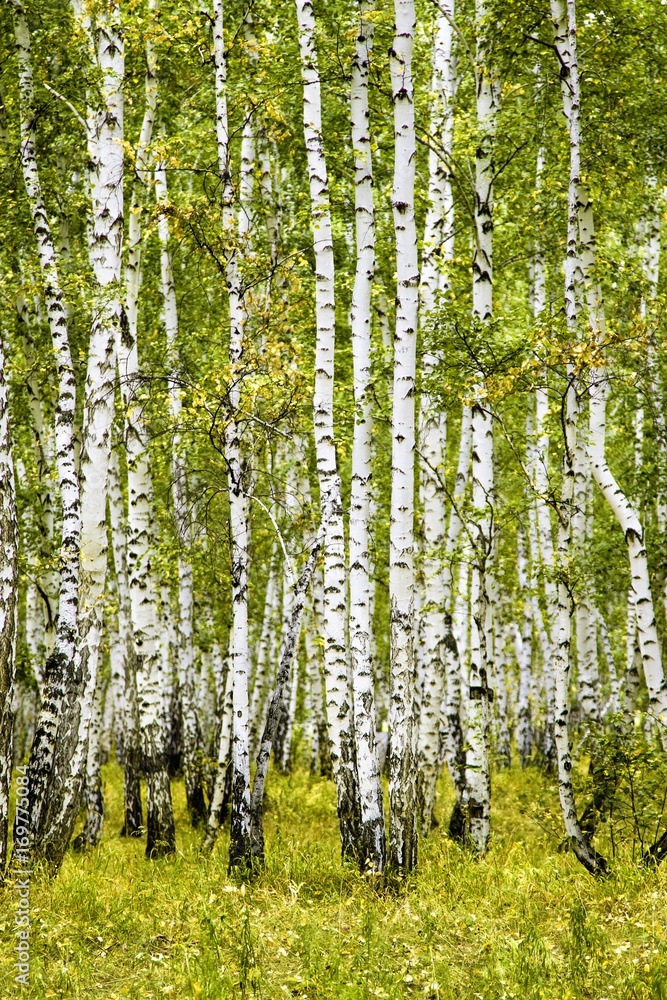 birch forest summer landscape birch forest summer landscape