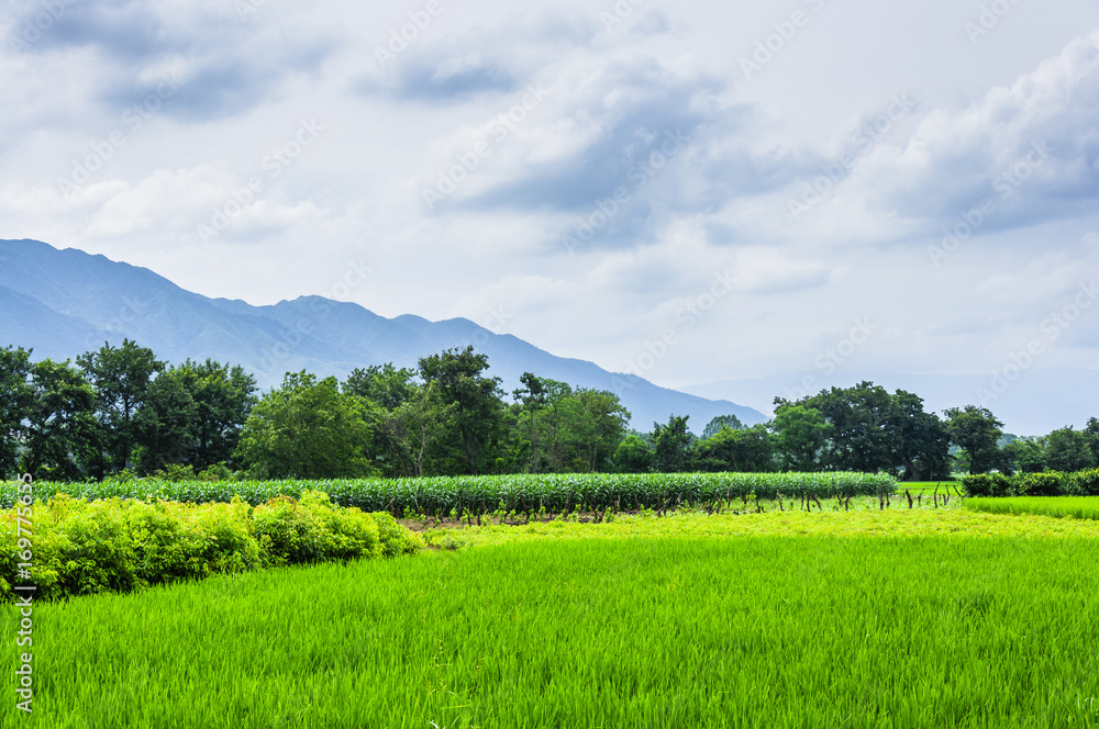 The countryside and mountains scenery in summer 