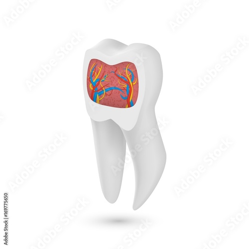 Illustration of Vector Realistic Tooth. 3D Teeth with Inner Part Veins Template Isolated