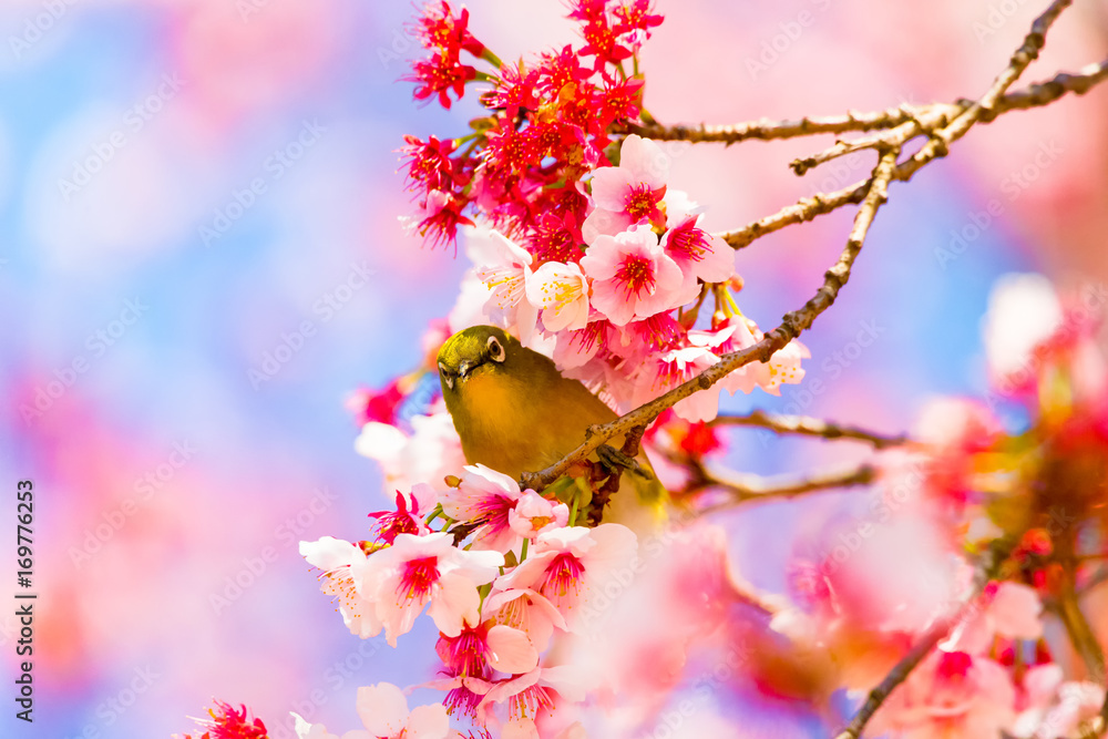 The Japanese White-eye.The background is cherry blossoms. Located in Tokyo Prefecture Japan. The Japanese White-eye.The background is cherry blossoms. Located in Tokyo Prefecture Japan.