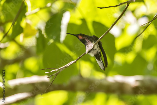 Beija-flor-preto (Florisuga fusca) | Black Jacobin fotografado em Santa Teresa, Espírito Santo -  Sudeste do Brasil. Bioma Mata Atlântica. photo