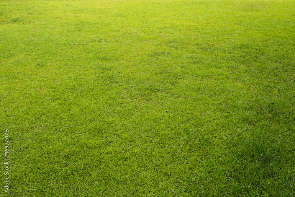 Fresh green grass natural background texture. Fresh green grass natural background texture.