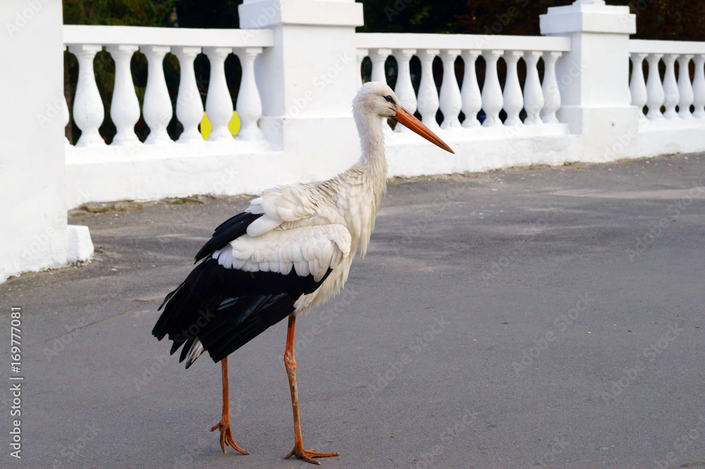 Morning walk of stork in city park.