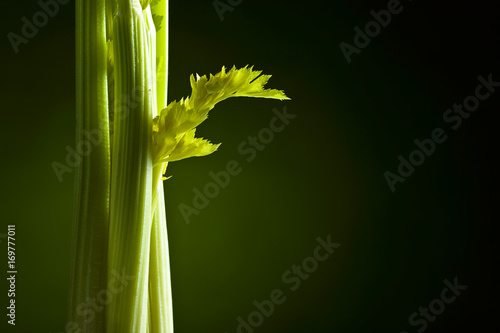 Fresh celery sticks