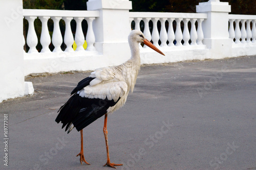 Obraz na płótnie Morning walk of stork in city park. w salonie