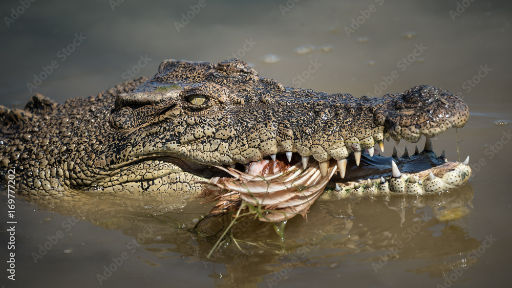 Obraz premium Crocodile