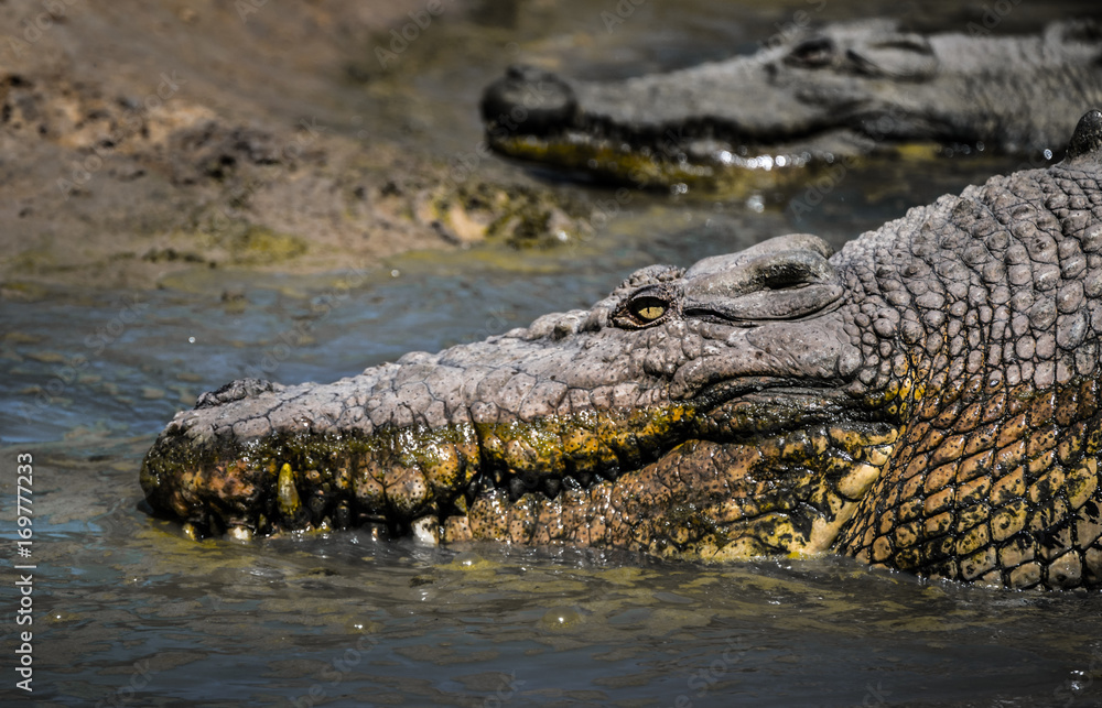 Obraz premium Big Crocodile