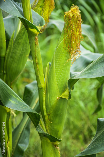 Fototapeta Naklejka Na Ścianę i Meble -  The growing sweet corn closeup in the field 