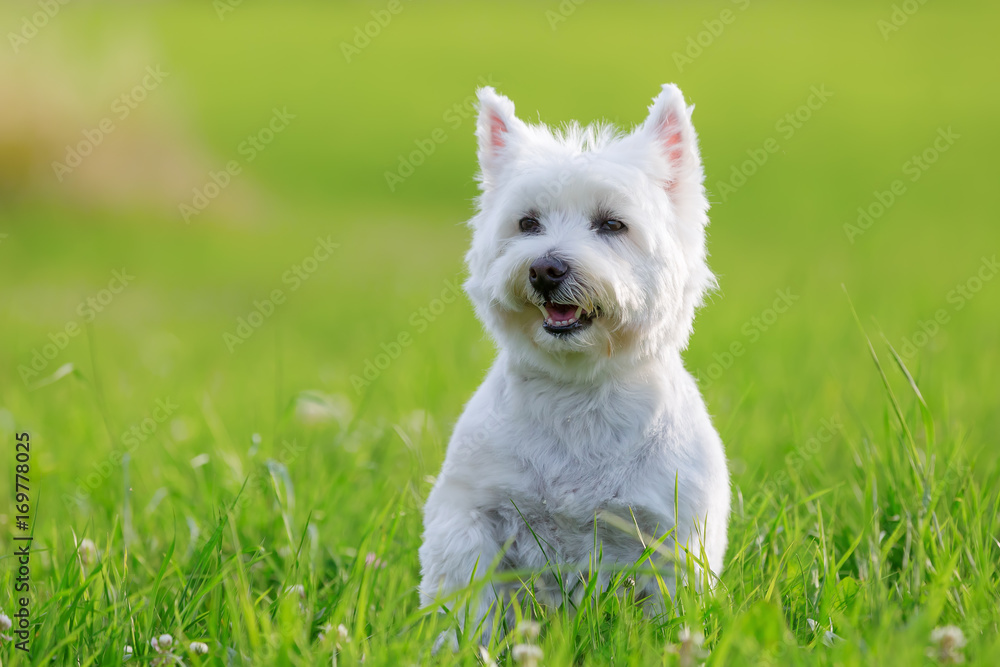 portrait of a West Highland Terrier portrait of a West Highland Terrier