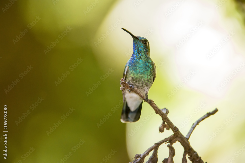 Fototapeta premium Beija-flor-de-orelha-violeta (Colibri serrirostris) | White-vented Violetear fotografado em Santa Teresa, Espírito Santo - Sudeste do Brasil. Bioma Mata Atlântica.