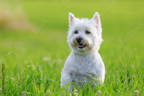 portrait of a West Highland Terrier