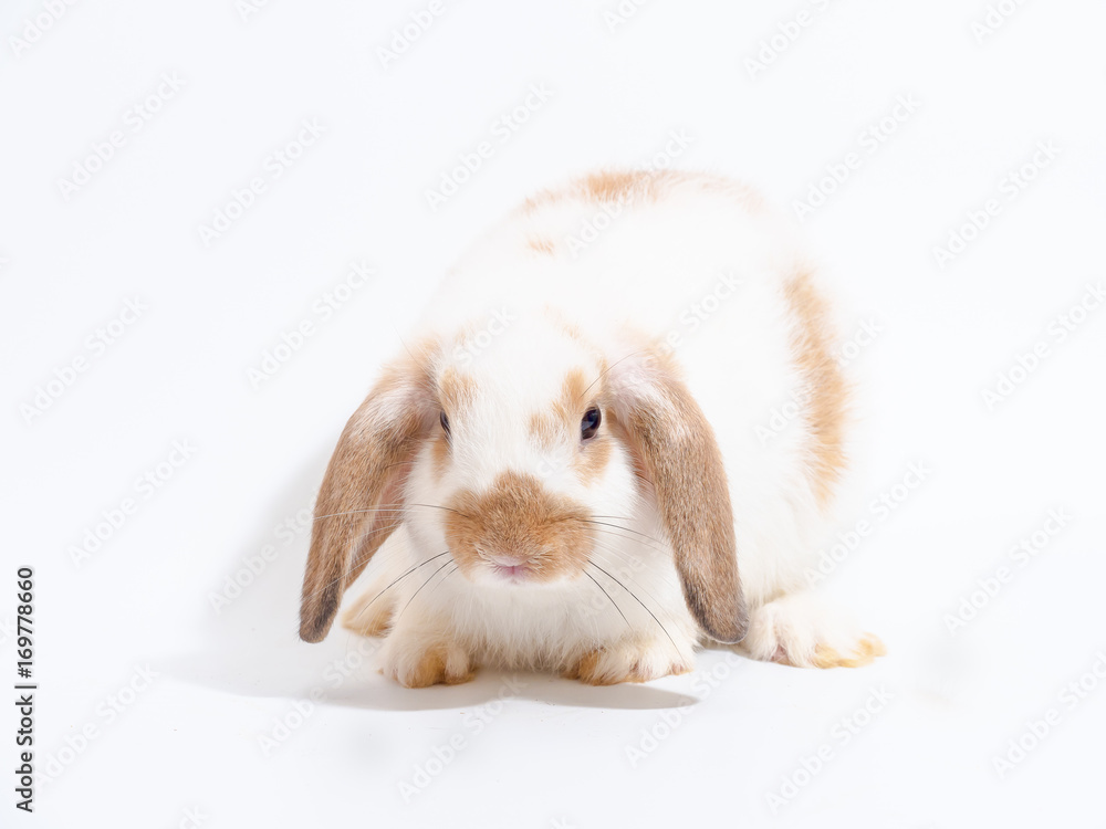 Little Holland Lop white rabbit on white background Little Holland Lop white rabbit on white background