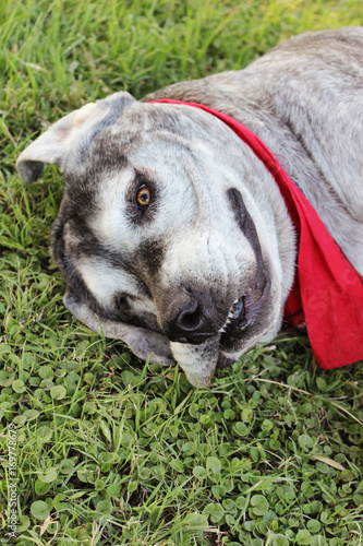 Rory the Mastiff photo