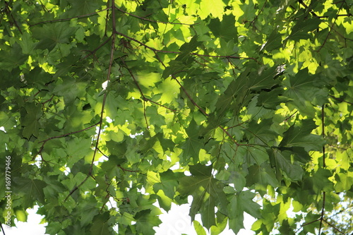 Leaves and branches of tree against the sky and sun