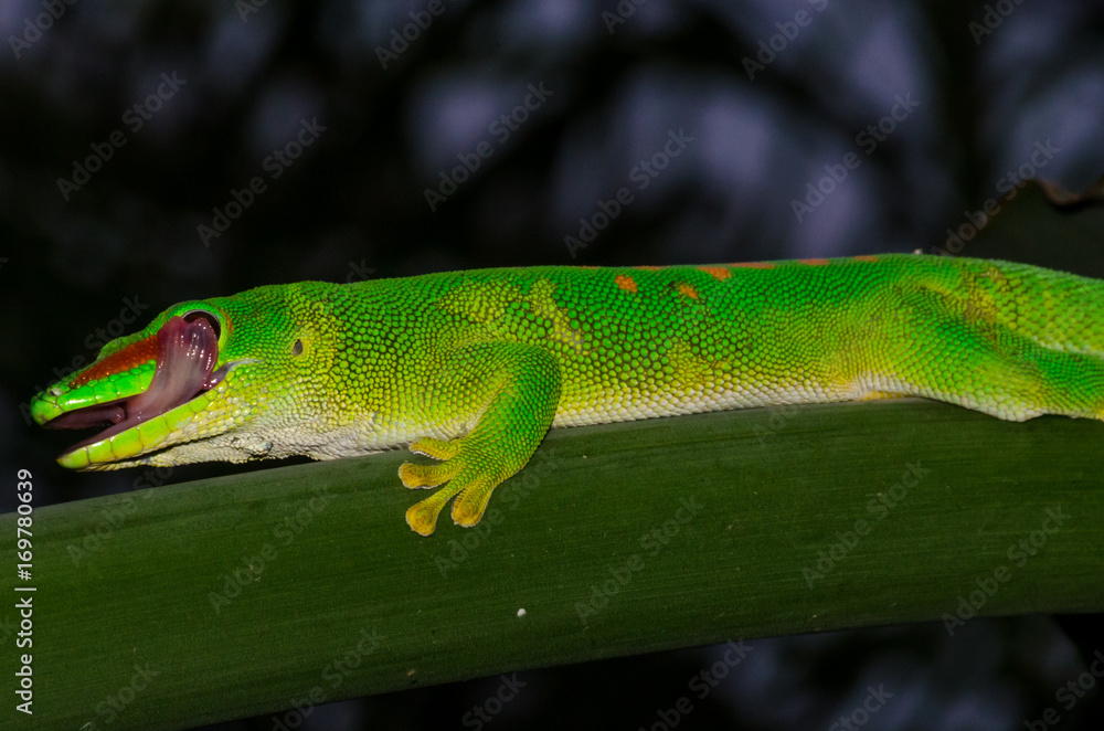 Fototapeta premium Madagascar day Gecko