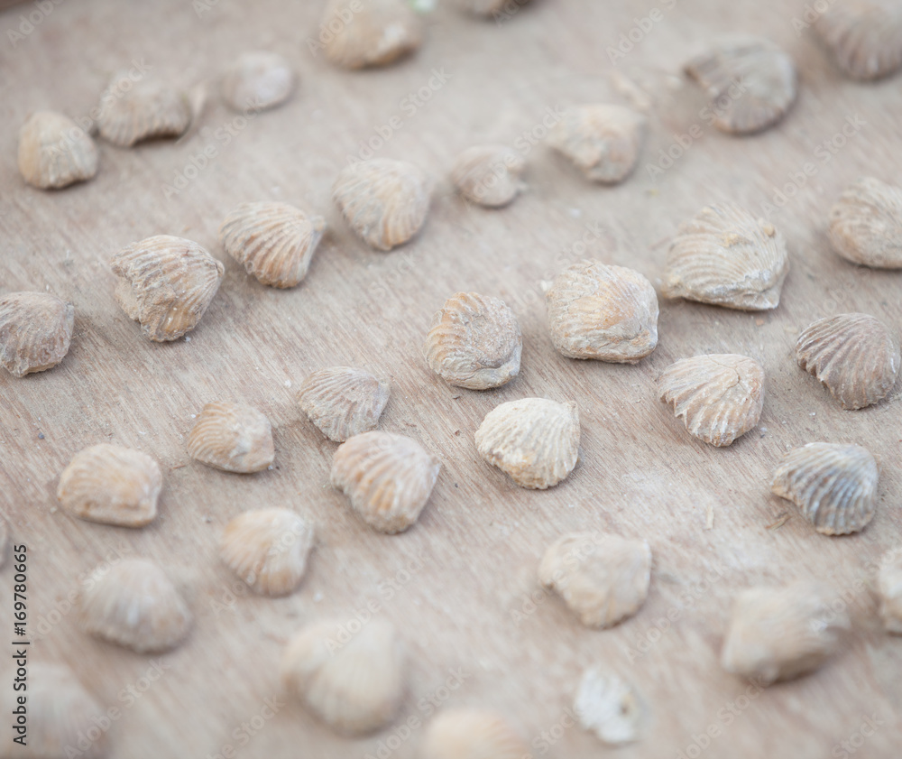 Strange stone shells on the counter of Indian market