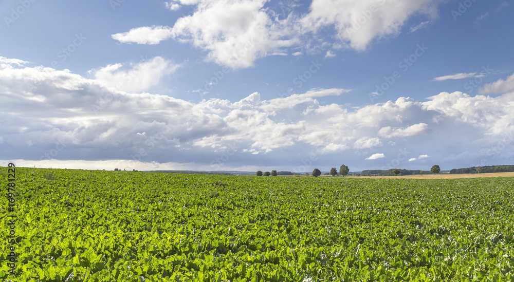 rural landscape with clouds