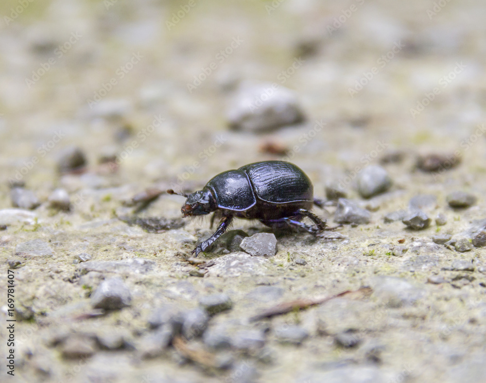 blue dung beetle blue dung beetle