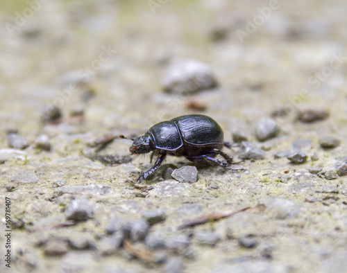 blue dung beetle