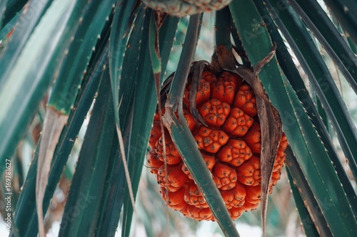 Seashore Screwpine. Picture in retro tone.