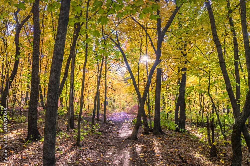 Obraz premium In the autumn forest