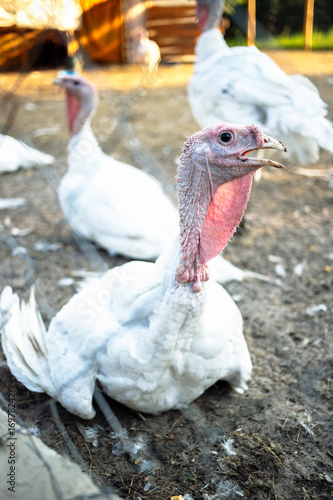 Large white turkeys behind the grid on a rural farm