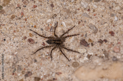 small black spider on concrete