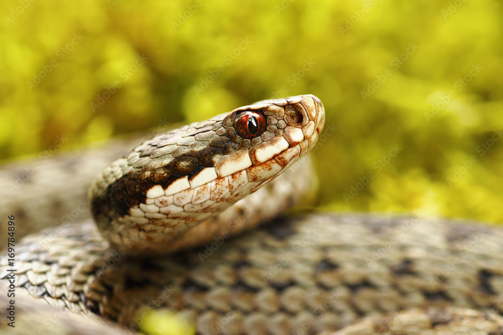 beautiful portrait of common european viper beautiful portrait of common european viper