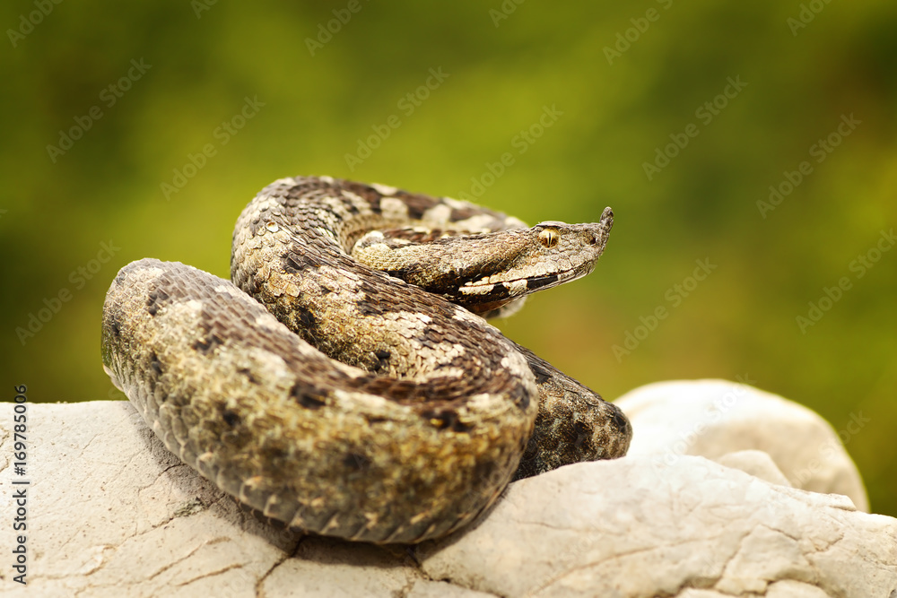 Fototapeta premium colorful european sand adder on stone