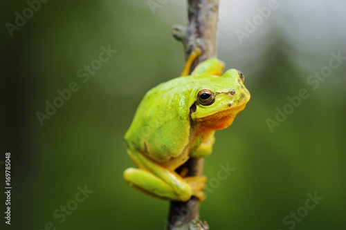 cute tree frog climbing on twig
