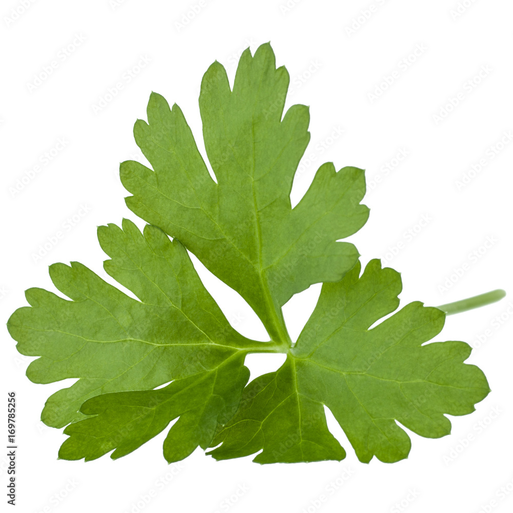 fresh parsley herb leaves isolated on white background cutout fresh parsley herb leaves isolated on white background cutout
