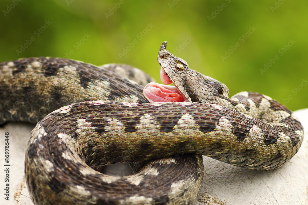 Obraz premium Vipera ammodytes showing its fangs