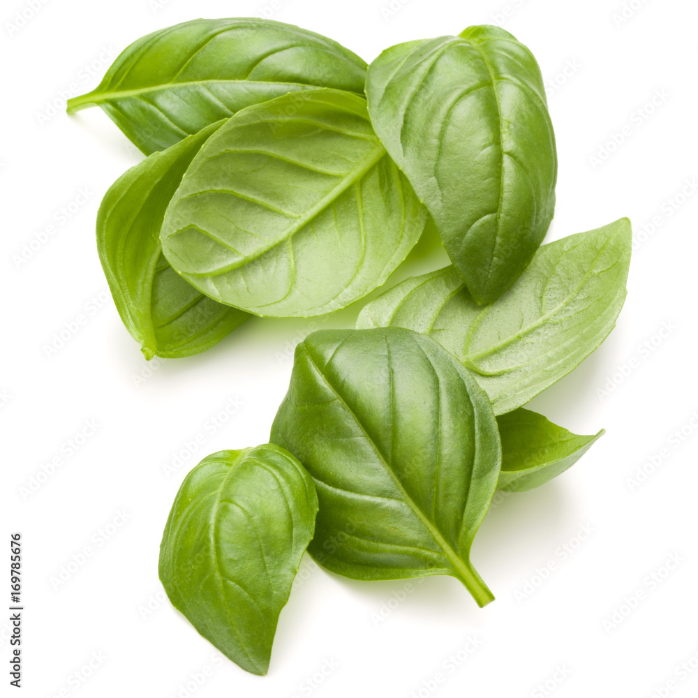 Sweet basil herb leaves handful isolated on white background closeup Sweet basil herb leaves handful isolated on white background closeup