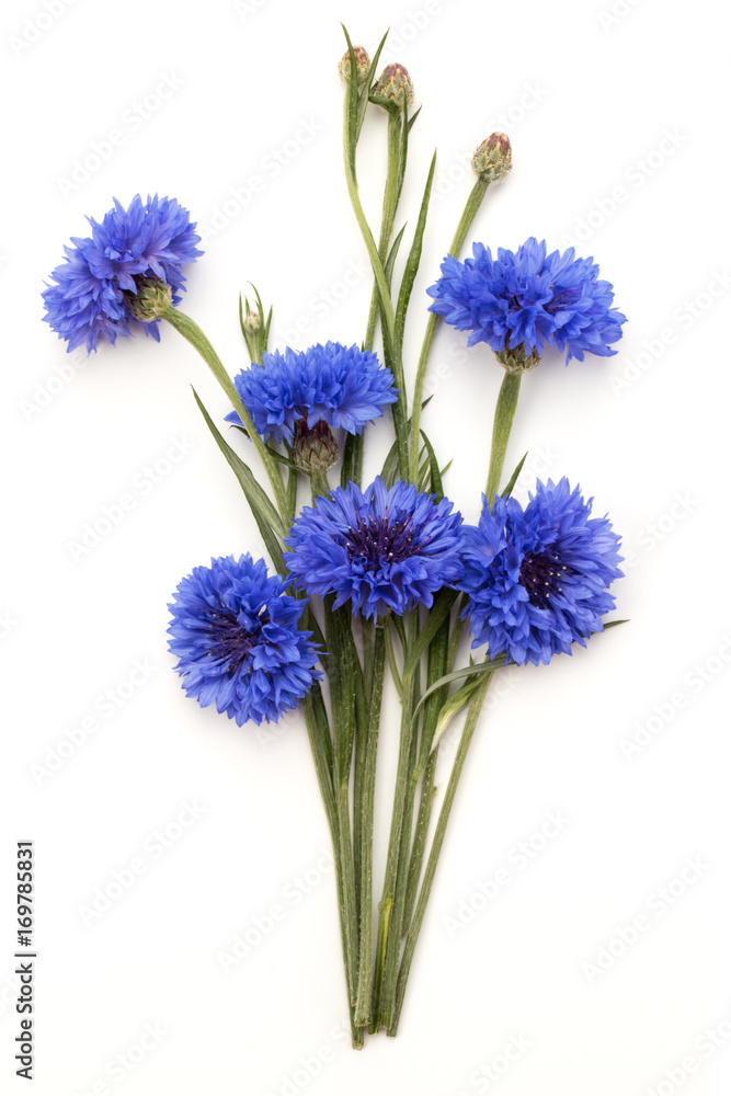 Blue Cornflower Herb or bachelor button flower bouquet isolated on white background cutout Blue Cornflower Herb or bachelor button flower bouquet isolated on white background cutout