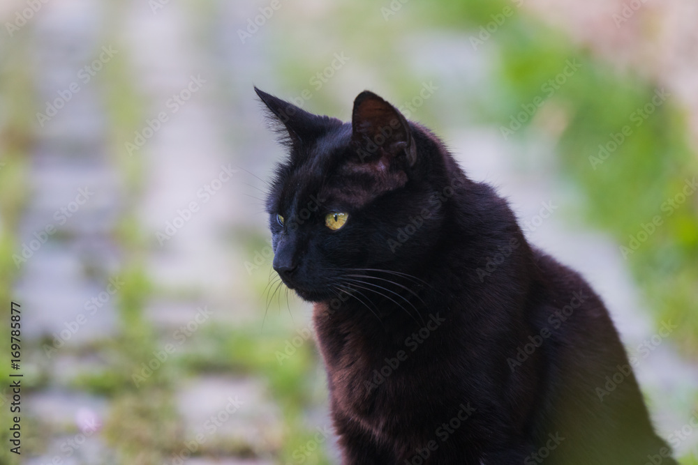 Portrait of a black cat with yellow eyes outdoors in the summer.