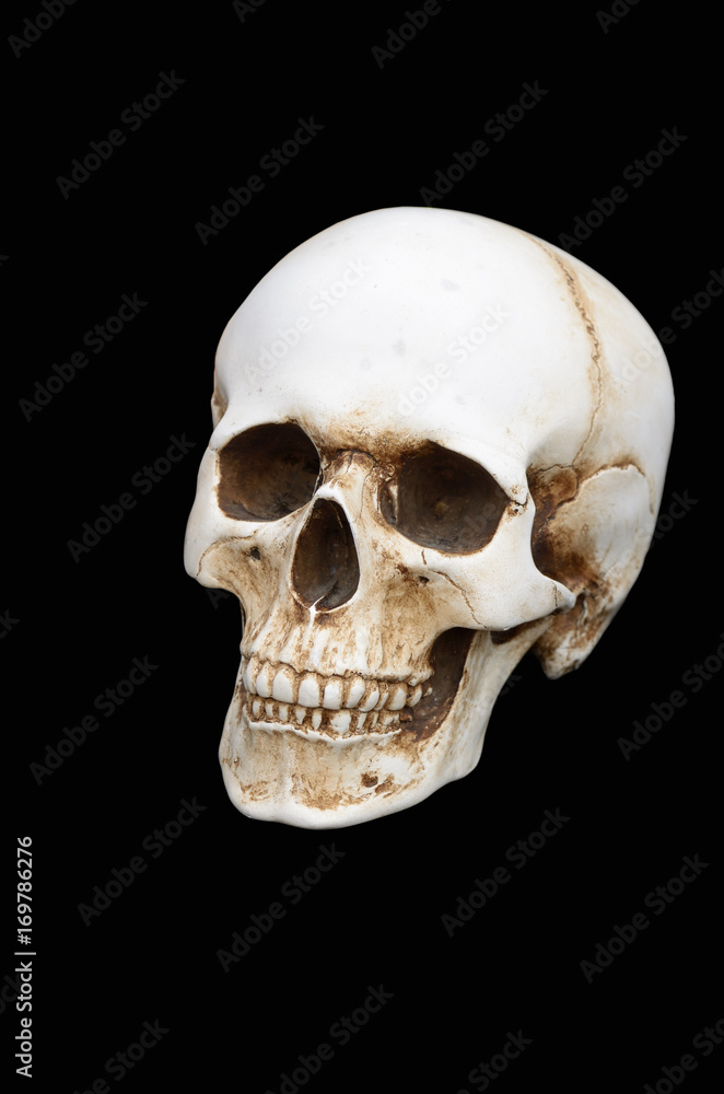 Human skull on a black background. Human skull on a black background.
