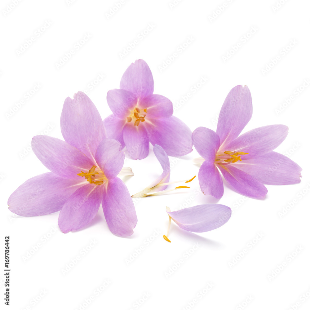 lilac crocus flowers isolated on white background