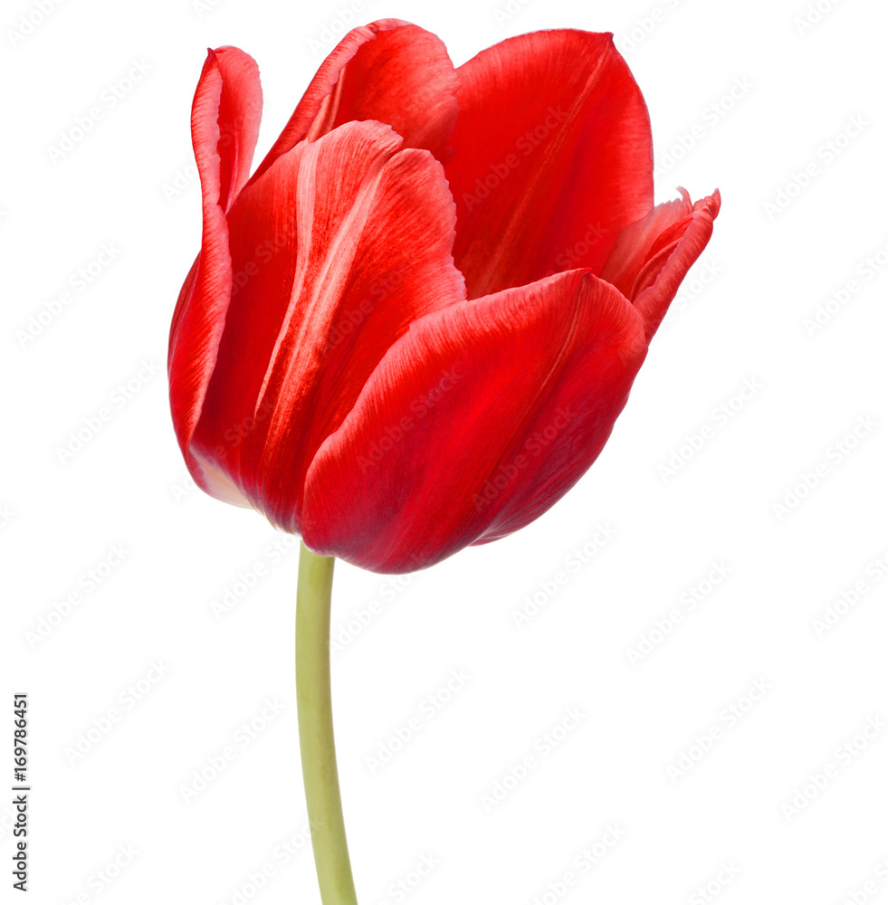 Fototapeta premium red tulip flower head isolated on white background