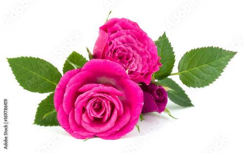 pink rose flower bouquet isolated on white background cutout