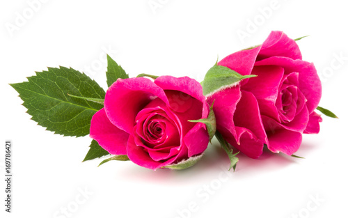 pink rose flower head isolated on white background cutout