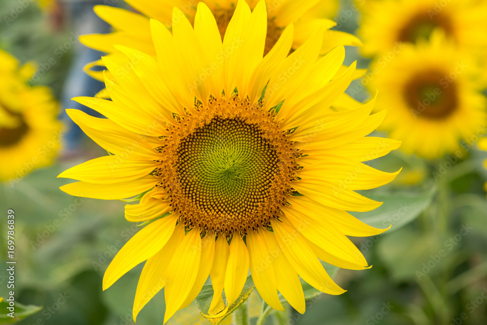sunflower.image
