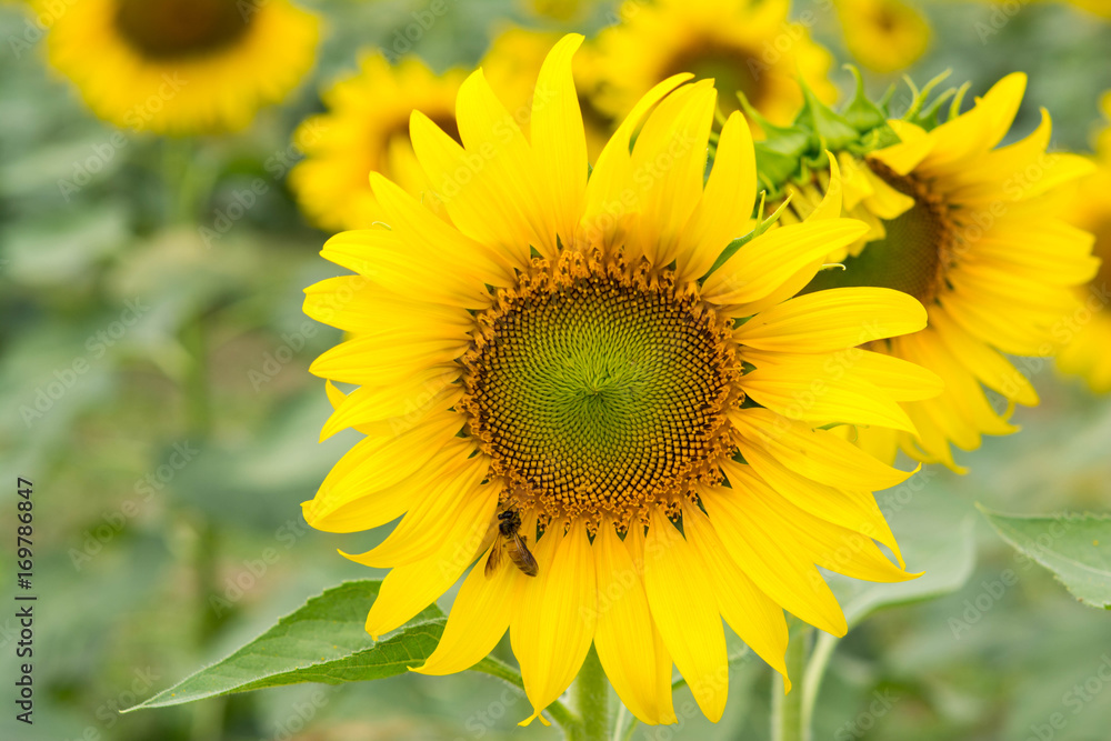 sunflowers.image