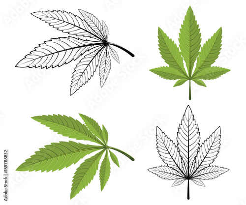Cannabis leaf on a white background