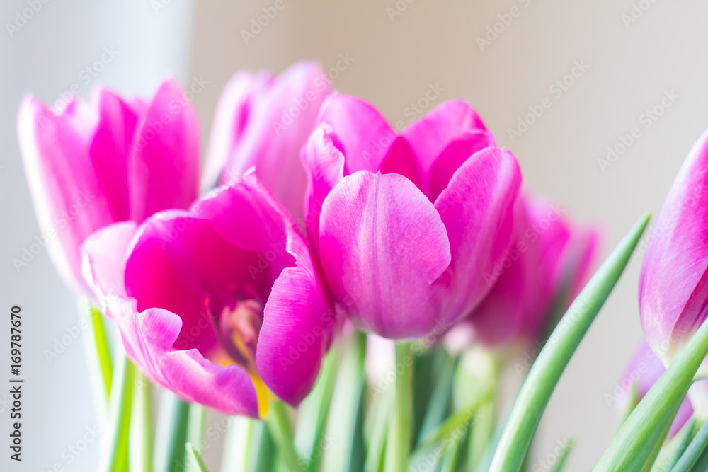 close up picture of fresh pink and purple tulips on table 