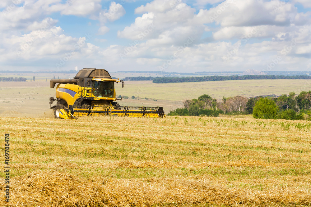 Fototapeta premium Combine harvester working on a field on sunny summer day with blue sky. Agriculture